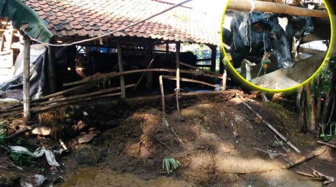 Izin Usaha Mikro Kecil Pengusaha Ternak Sapi Di Kecamatan Cigugur
